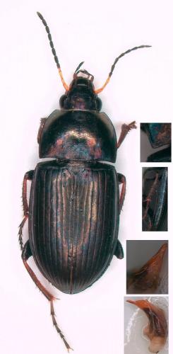 Réf. 251 630 : Amara similata